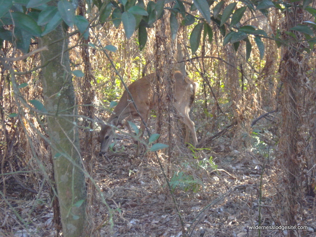 Local Wildlife
